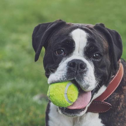 Tennis Balls with Storage Bag, Thick-Walled Durable Balls for Dogs, Tennis & Cricket